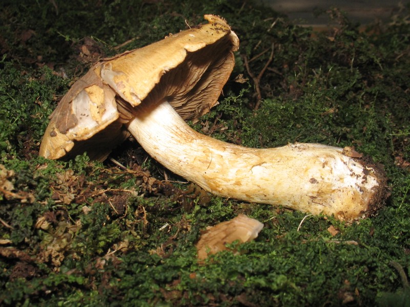 Cortinarius ochropallidus?